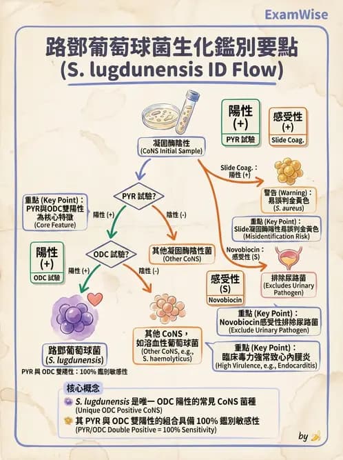 醫檢師 - 葡萄球菌與腸球菌 - AI 圖文解析預覽