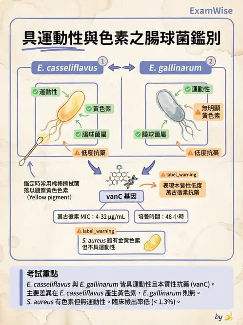 醫檢師 - 葡萄球菌與腸球菌 - AI 圖文解析預覽