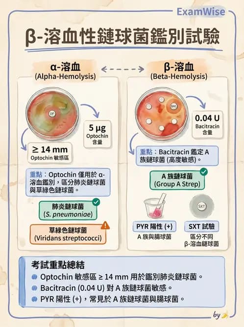醫檢師 - 鏈球菌與其他革蘭氏陽性桿菌 - AI 圖文解析預覽