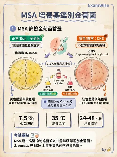 醫檢師 - 葡萄球菌與腸球菌 - AI 圖文解析預覽