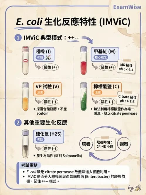 醫檢師 - 其他腸內菌科 - AI 圖文解析預覽