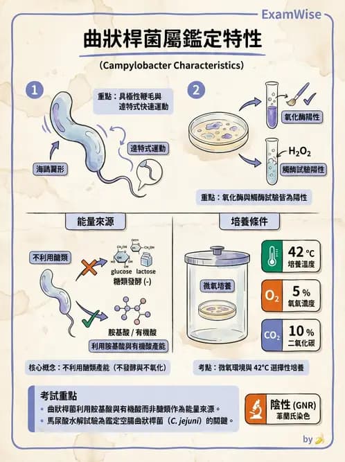 醫檢師 - 弧菌、氣單胞菌與彎曲菌 - AI 圖文解析預覽