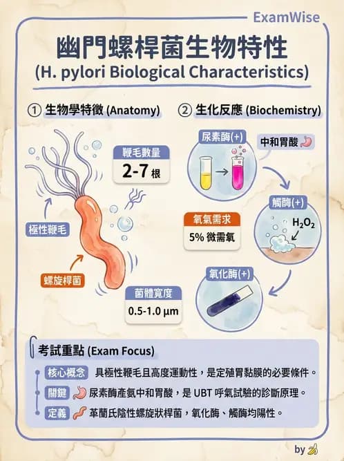 醫檢師 - 弧菌、氣單胞菌與彎曲菌 - AI 圖文解析預覽