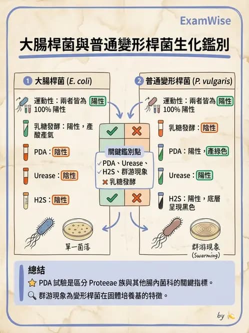 醫檢師 - 腸內菌鑑別方法與培養基 - AI 圖文解析預覽