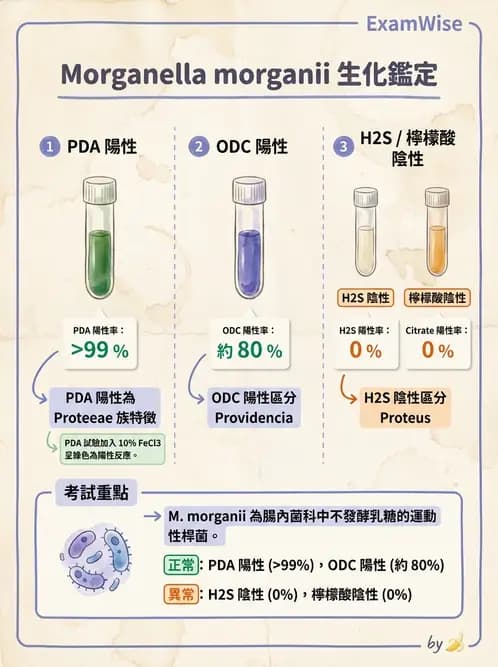 醫檢師 - 其他腸內菌科 - AI 圖文解析預覽