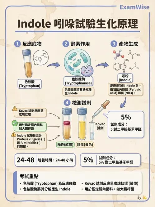 醫檢師 - 腸內菌鑑別方法與培養基 - AI 圖文解析預覽