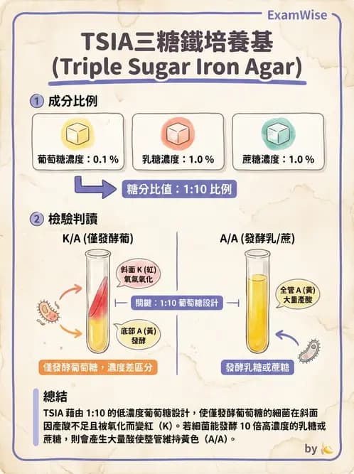 醫檢師 - 腸內菌鑑別方法與培養基 - AI 圖文解析預覽