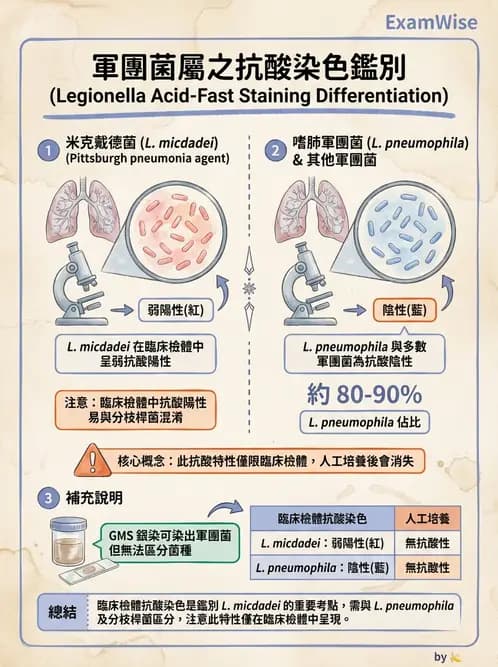 醫檢師 - 奈瑟菌與挑剔性革蘭氏陰性菌 - AI 圖文解析預覽