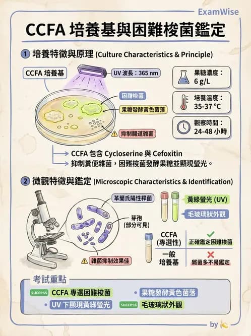 醫檢師 - 厭氧菌 - AI 圖文解析預覽