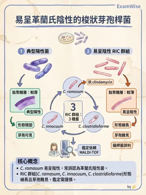 醫檢師 - 厭氧菌 - AI 圖文解析預覽