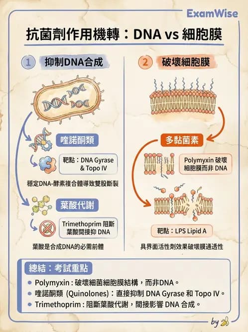 醫檢師 - 抗微生物製劑 - AI 圖文解析預覽