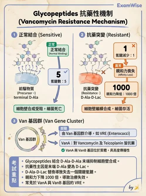 醫檢師 - 抗藥性機制 - AI 圖文解析預覽