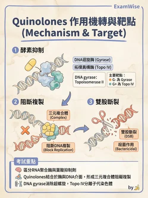 醫檢師 - 抗微生物製劑 - AI 圖文解析預覽