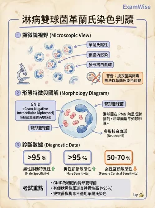 醫檢師 - 奈瑟菌與挑剔性革蘭氏陰性菌 - AI 圖文解析預覽