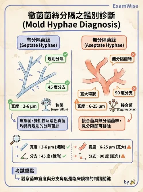 醫檢師 - 真菌診斷與治療 - AI 圖文解析預覽