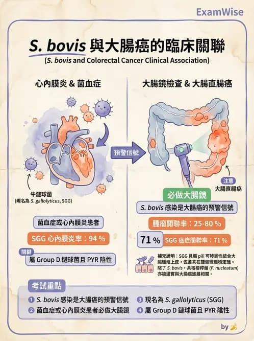 醫檢師 - 鏈球菌與其他革蘭氏陽性桿菌 - AI 圖文解析預覽