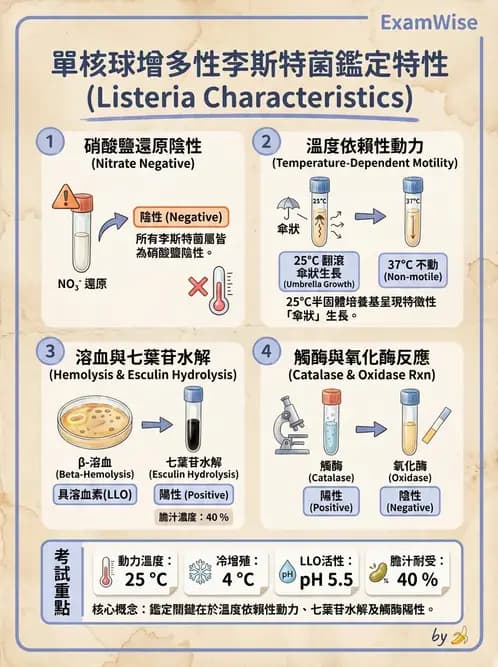 醫檢師 - 鏈球菌與其他革蘭氏陽性桿菌 - AI 圖文解析預覽