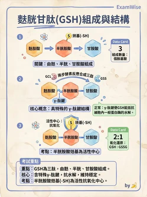 醫檢師 - 胺基酸代謝與先天性疾病 - AI 圖文解析預覽