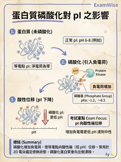 醫檢師 - 血清蛋白與蛋白質檢測 - AI 圖文解析預覽