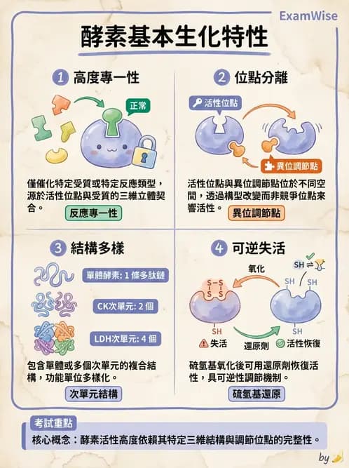 醫檢師 - 臨床酵素學基礎 - AI 圖文解析預覽