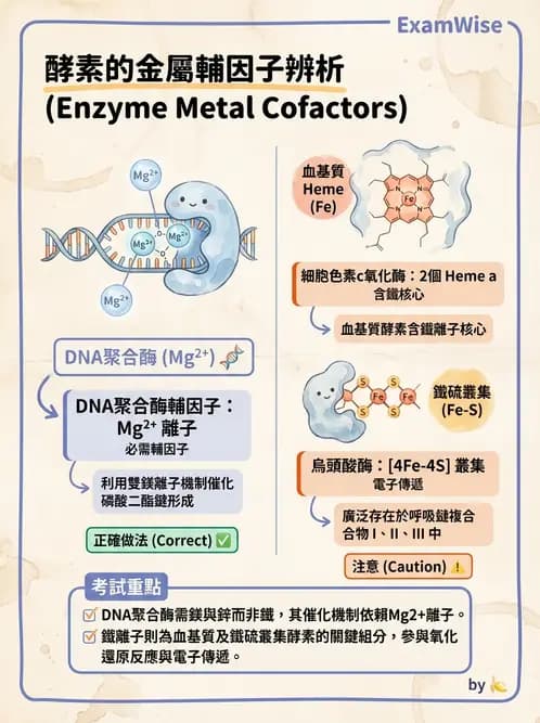 醫檢師 - 電解質與微量元素 - AI 圖文解析預覽