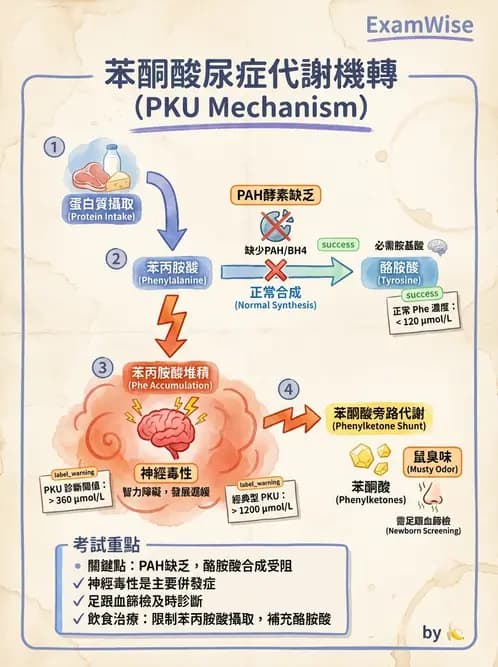 醫檢師 - 胺基酸代謝與先天性疾病 - AI 圖文解析預覽