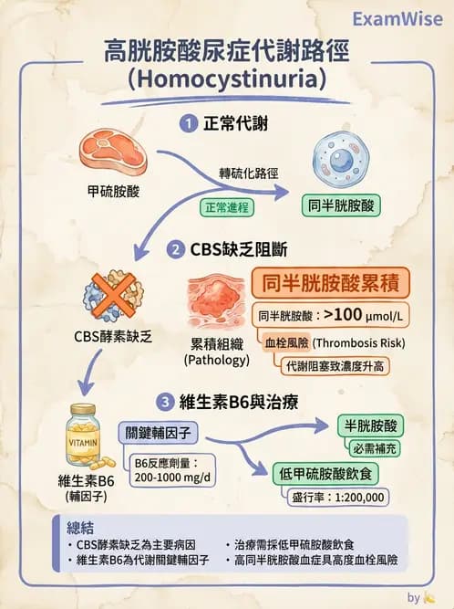 醫檢師 - 胺基酸代謝與先天性疾病 - AI 圖文解析預覽
