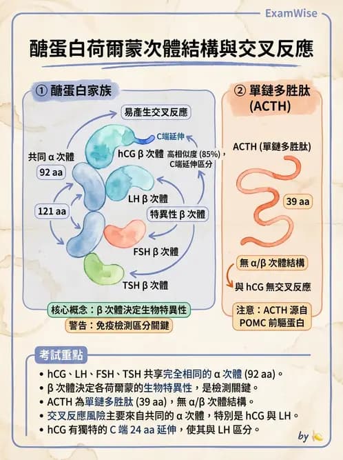 醫檢師 - 腎上腺與生殖內分泌 - AI 圖文解析預覽
