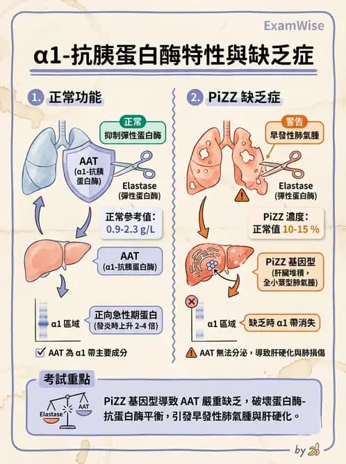醫檢師 - 血清蛋白與蛋白質檢測 - AI 圖文解析預覽