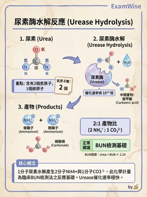 醫檢師 - 腎臟機能與代謝評估 - AI 圖文解析預覽