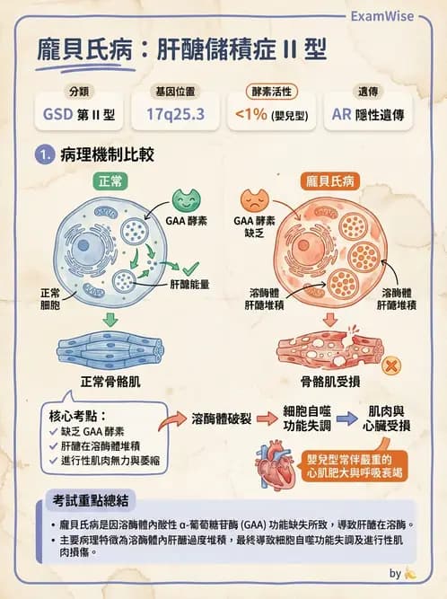 醫檢師 - 醣類代謝與糖尿病 - AI 圖文解析預覽