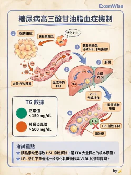 醫檢師 - 醣類代謝與糖尿病 - AI 圖文解析預覽