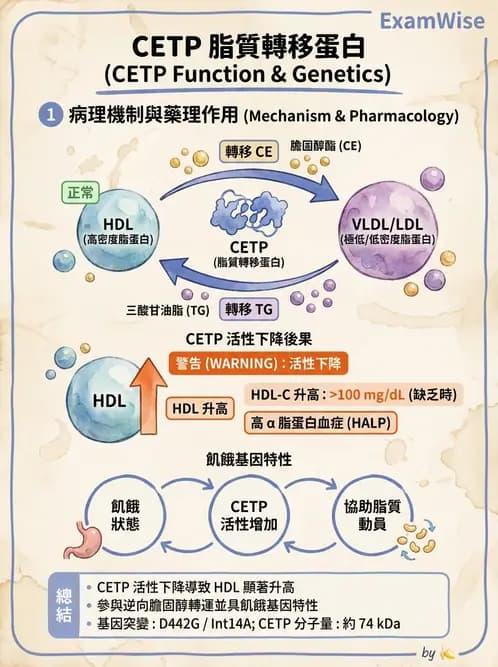 醫檢師 - 脂蛋白分類與臨床應用 - AI 圖文解析預覽