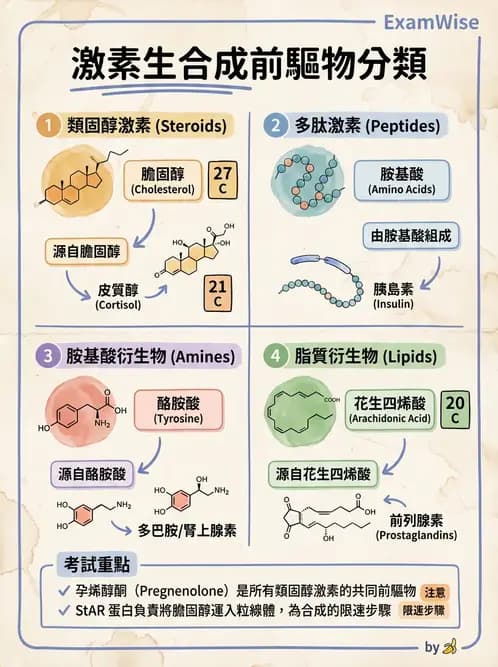 醫檢師 - 腎上腺與生殖內分泌 - AI 圖文解析預覽