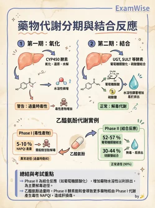 醫檢師 - 治療藥物監測與毒物學 - AI 圖文解析預覽