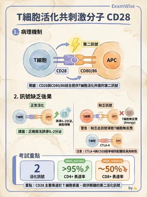 醫檢師 - T細胞發育與功能 - AI 圖文解析預覽