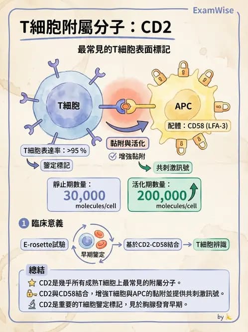 醫檢師 - T細胞發育與功能 - AI 圖文解析預覽