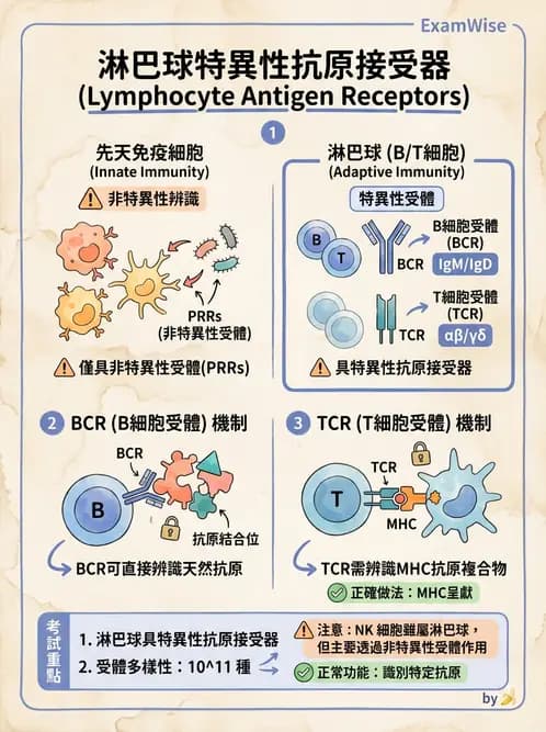 醫檢師 - T細胞發育與功能 - AI 圖文解析預覽