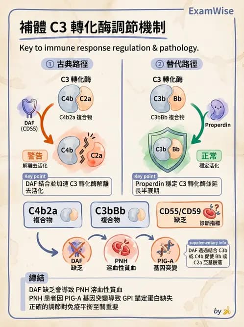 醫檢師 - 先天免疫與補體系統 - AI 圖文解析預覽