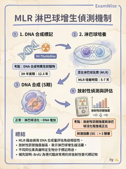 醫檢師 - 組織型與移植免疫學 - AI 圖文解析預覽