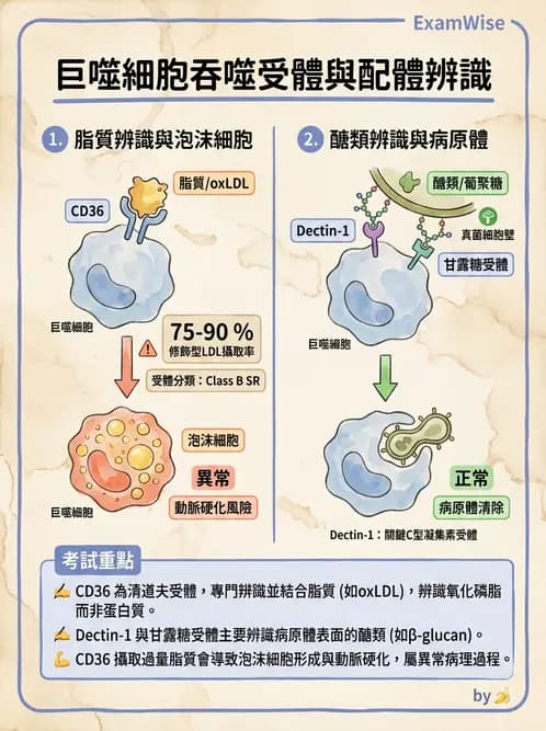 醫檢師 - 先天免疫與補體系統 - AI 圖文解析預覽