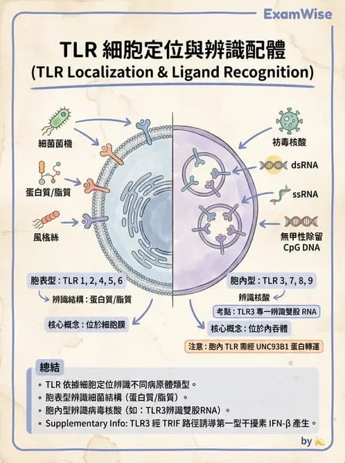 醫檢師 - 先天免疫與補體系統 - AI 圖文解析預覽