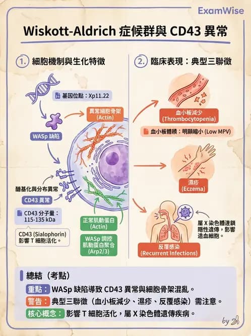 醫檢師 - 免疫缺陷 - AI 圖文解析預覽