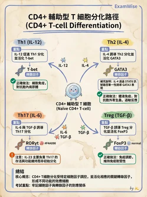醫檢師 - 細胞激素與抗原呈獻 - AI 圖文解析預覽