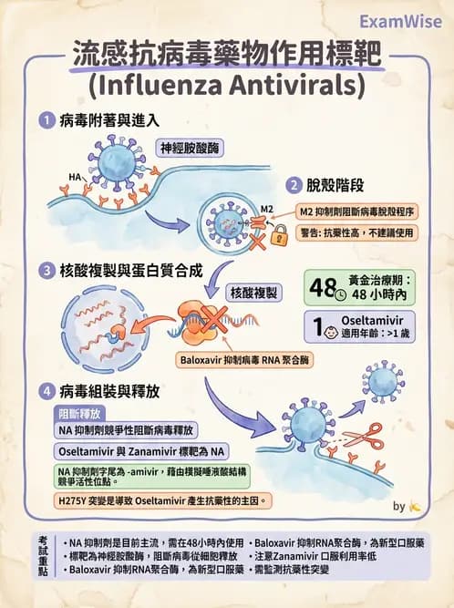 醫檢師 - 正黏液病毒科(流感) - AI 圖文解析預覽