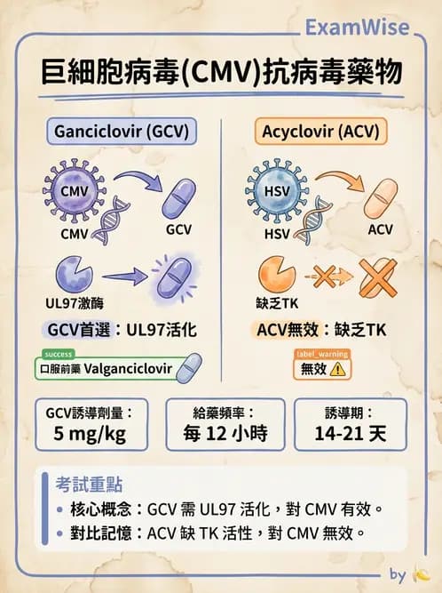 醫檢師 - 疱疹病毒科 - AI 圖文解析預覽