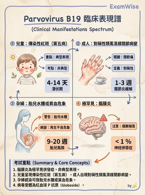 醫檢師 - 細小病毒與多瘤病毒 - AI 圖文解析預覽