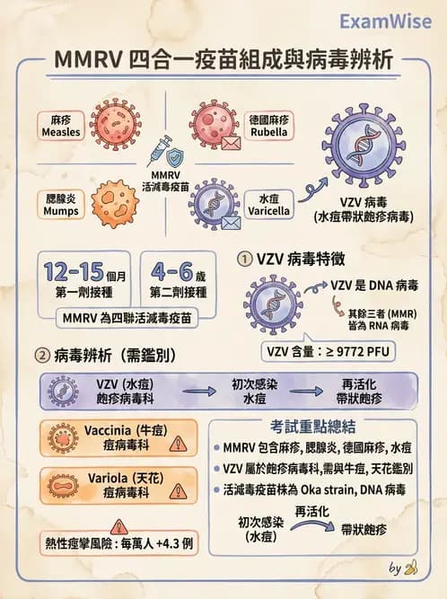 醫檢師 - 疱疹病毒科 - AI 圖文解析預覽