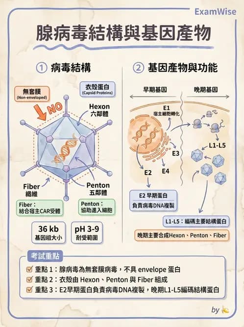 醫檢師 - 腺病毒與痘病毒 - AI 圖文解析預覽