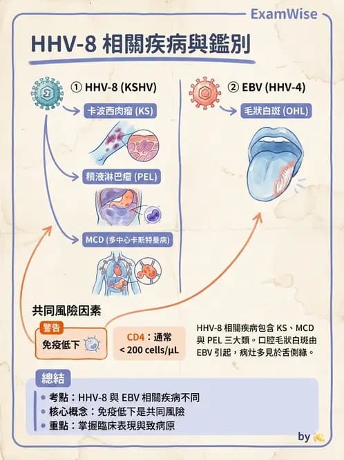 醫檢師 - 疱疹病毒科 - AI 圖文解析預覽